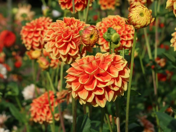 Astuces Essentielles pour la Taille des Arbustes d'Ornement : Guide Complet